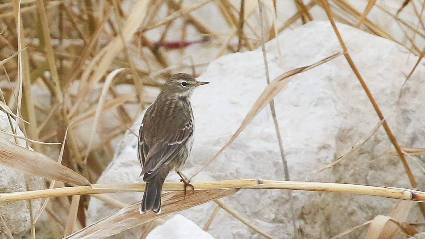 Water Pipit